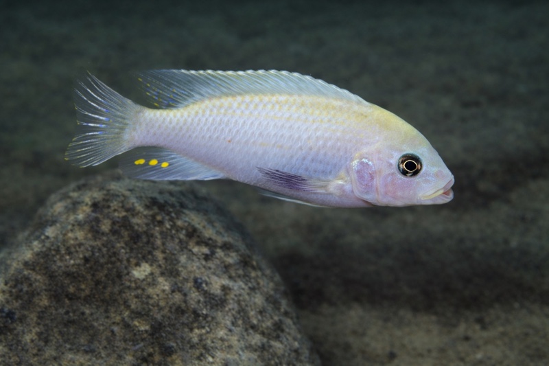 Maylandia callainos 'Nkanda'